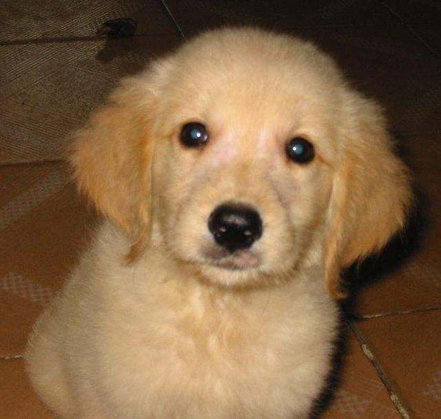 狗狗老是追你，揭秘背后的情感密码